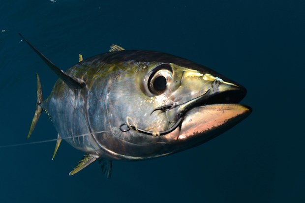 a yellowfin tuna fish with a hook in its mouth from fishing