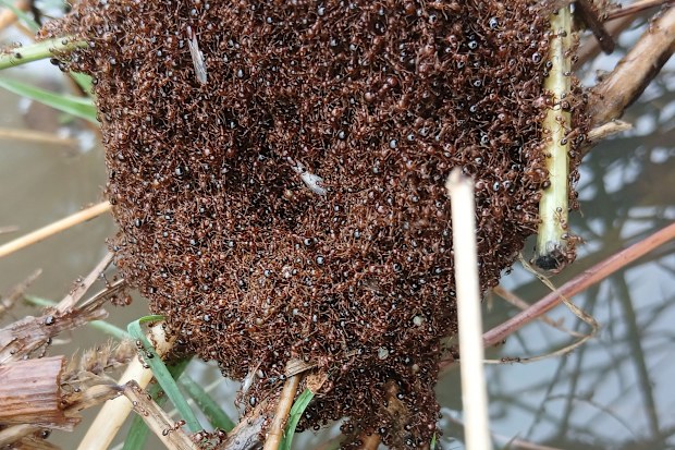 Fire ant infestation risk after Queensland flooding from ex-Cyclone Alfred