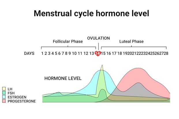 Menstrual cycle hormone level. Average menstrual cycle. Follicular phase, Ovulation, luteal phase