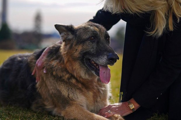 The Biden's have two dogs, Major and Champ.
