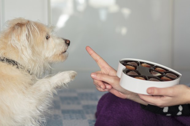 Dog chocolate stock
