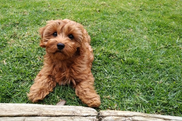 Red cavapoo puppy dog laying on the lawn looking up at the camera. She is in front of a wooden log and has a piece of bark in front of her which she has been playing with.