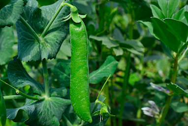 Peas