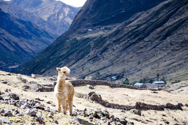 A Lama close to a small village on Lares Trek, Peru. In the background you see a couple of sheep farmers cottages