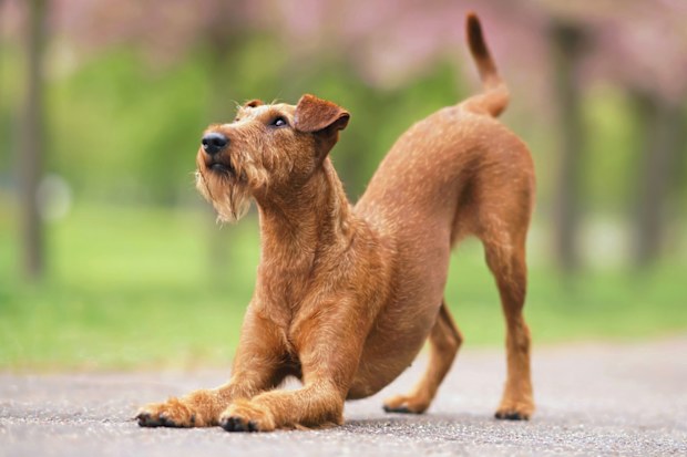 dog stretching iStock photo