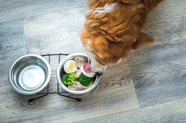 Dog eating a bowl of food iStock photo