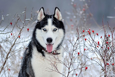 Siberian husky