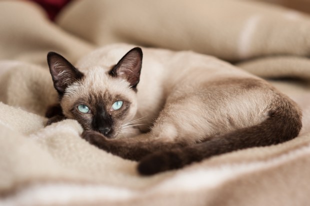Siamese cat stock