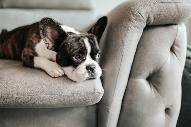 Sad dog