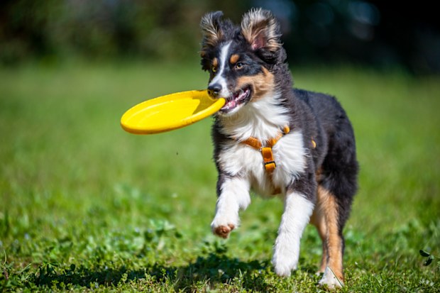 Australian shepherd dog with frisbee. Dog with frisbee. Dog at park