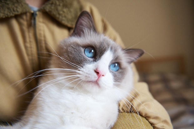 A Fluffy Ragdoll Kitten with Blue Eyes Looking at the Camera with Hope.