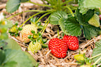 closeup of ripe and unripe organic strawberries growing on straw in garden