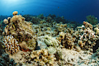 Stonefish   fish,  deep in tropical sea. Underwater, sea life, coral reef. A typical, impressive  example of mimicry. Scuba diver point of view