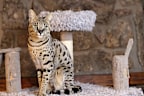 <p>The Savannah mixes African wildcats with domestic breeds to create a large and in charge feline! </p><p>Their exotic coat makes them a popular choice for large cat enthusiasts, though their wild nature means they are banned as pets in some areas...</p>
