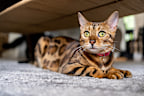 <p>The Bengal cat is also on the Australian government's list of breeds that can't be imported but there is an exception. </p><p>Bengal cats that are five generations or more removed from the Asian Leopard cat may be imported, according to ﻿the <a href="https://www.agriculture.gov.au/sites/default/files/documents/importing-wild-or-hybrid-cat-species.pdf" title="Department of Agriculture and Fisheries" target="_blank" rel="">Department of Agriculture and Fisheries</a>. </p>