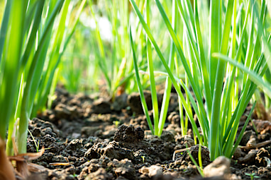 Spring onion