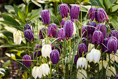  Fritillaria