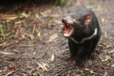 6. Tasmania - $663