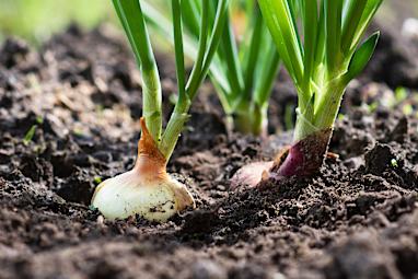 Onion