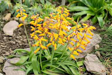 Lachenalia