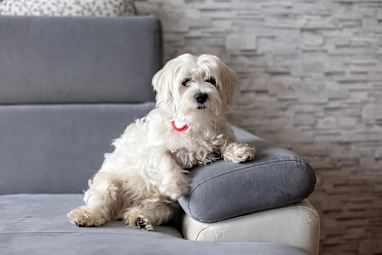 9. Maltese