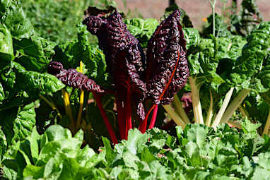 Silverbeet