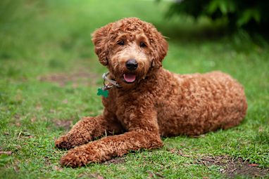 6. Labradoodle