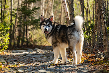 Alaskan malamute