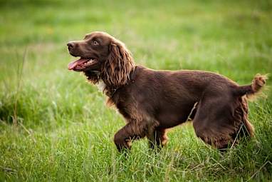 Boykin spaniel