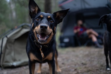 10. Australian Kelpie