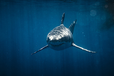 7. Sharks