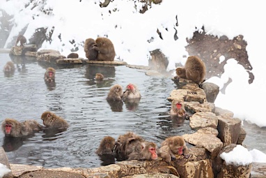 Snow Monkey Onsen