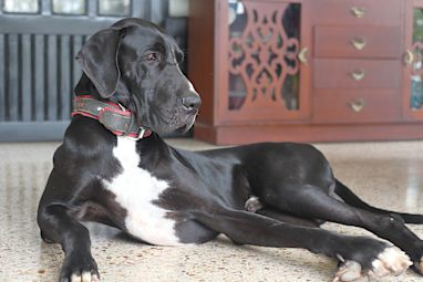 Great Dane
