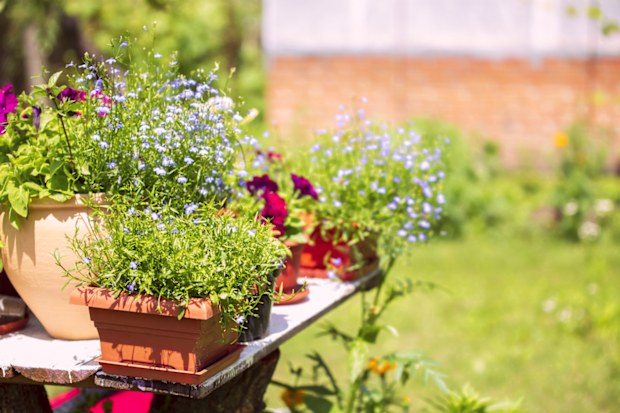 flowerpots with flowers on a table in the garden on a sunny day