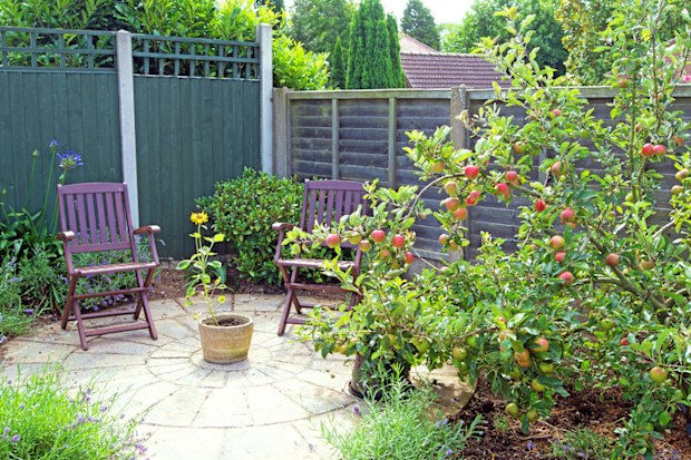 Capturing a tranquil and isolated haven in a back garden, in Doncaster, South Yorkshire. England.  Mouth watering apples await, beside the stress relieving scents of French lavender.