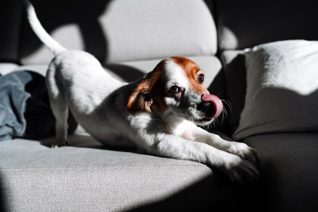 dog stretching iStock photo