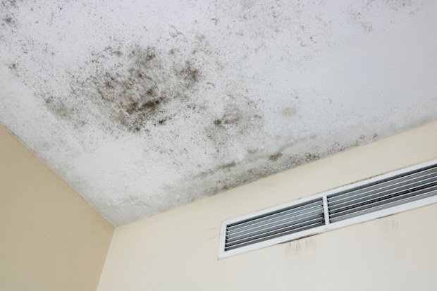 Mould on the ceiling in an apartment