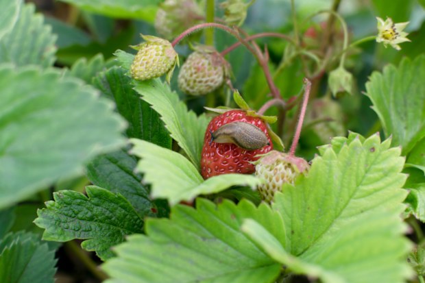 One snail destroy strawberry in summer garden as pest illustration. Big brown slug or derocera eat plants