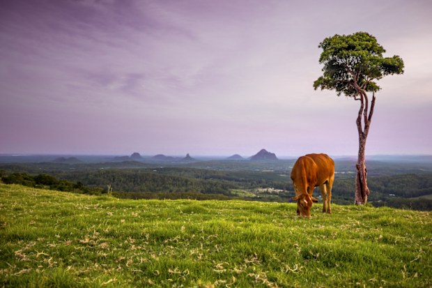 Where to travel in spring - Maleny Sunshine Coast Hinterland