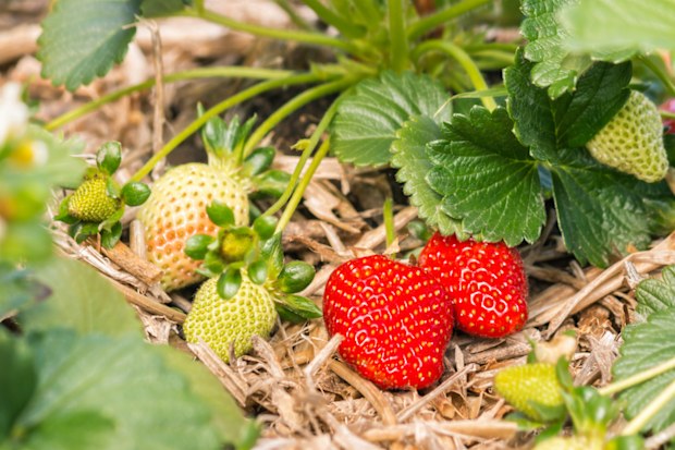 closeup of ripe and unripe organic strawberries growing on straw in garden