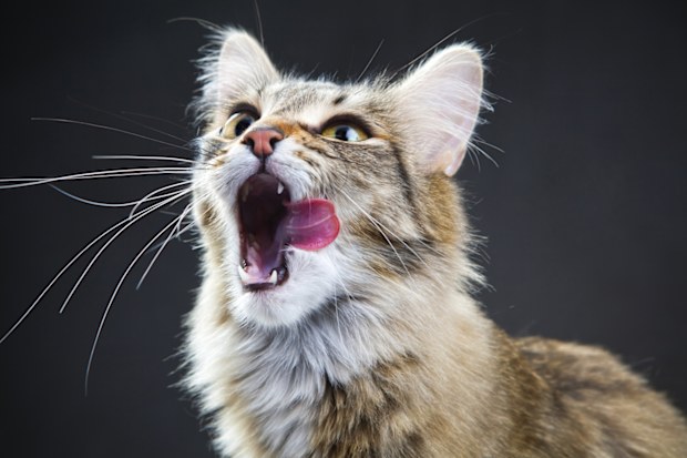 Portrait of a cat on a dark background meow mouth open