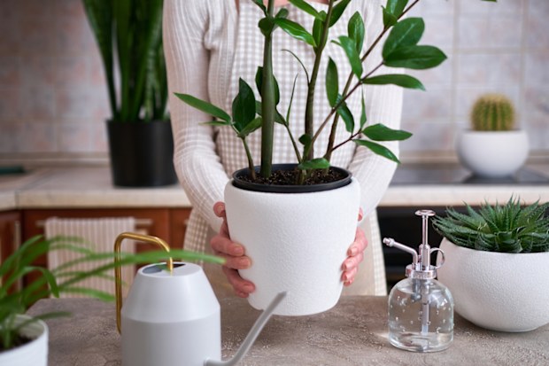 Woman holding Potted Zamioculcas house plant at home.
