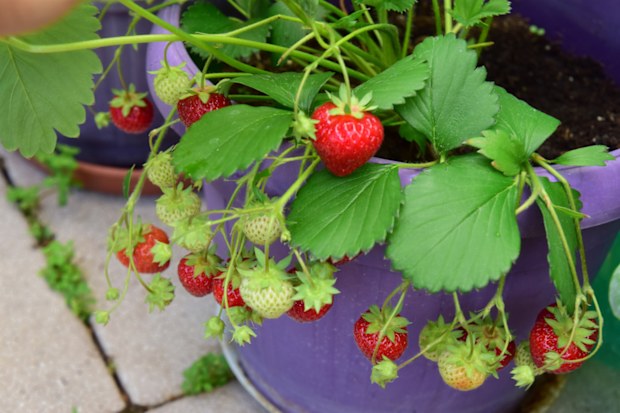 strawberry plant in a pot. Red and green strawberry. Growing in your balcony garden