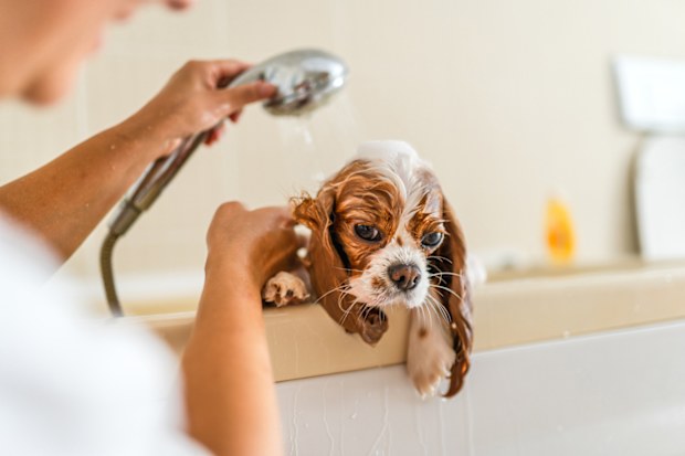 Cute Cavalier King Charles Spaniel Having a Bath at Home