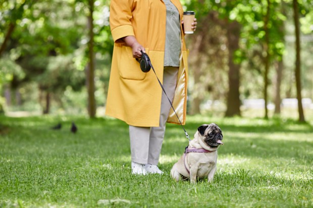 woman walking cute pug dog on leash in green park