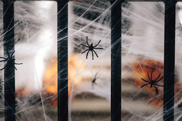 Halloween spiders