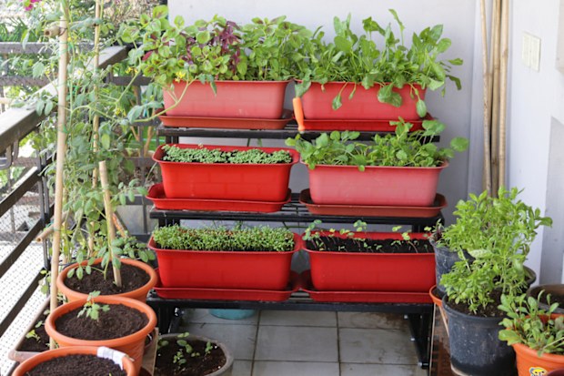 Stock photo showing close-up of lettuce seedlings, Nasturtiums (Tropaeolum), Rocket, Spinach, Tomatoes, Onions and herbs including Basil, Mint and Parsley planted up in a metal tiered stand of plastic plant troughs.