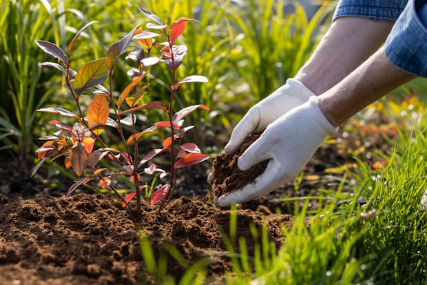 A man works in his own garden. mulching garden