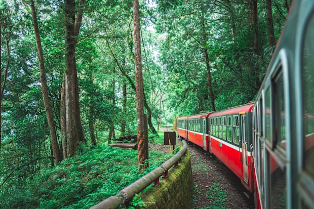Is Taiwan good for tourists - Train ride in green forest at Alishan National Park, Taiwan