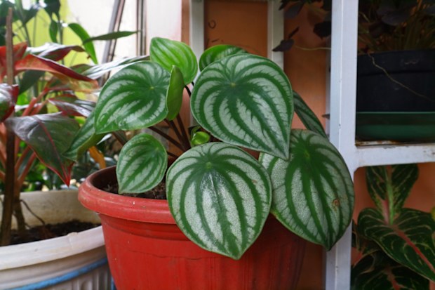 Peperomia